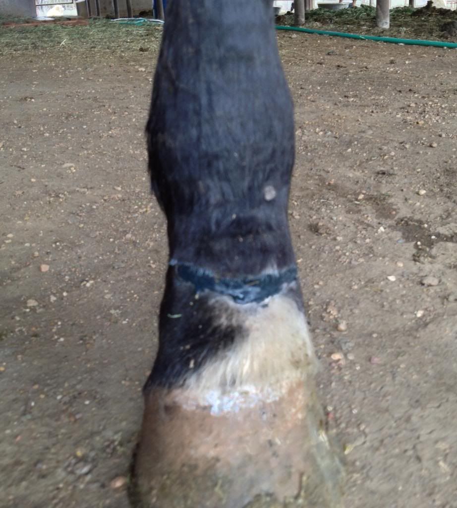 Pastern Injury On Filly **Graphic Photos** Page 7 The Horse Forum